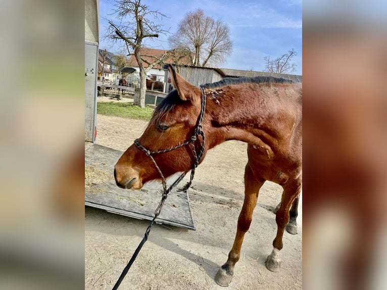 Trakehner Gelding 3 years 16 hh Brown in Weißenburg in Bayern
