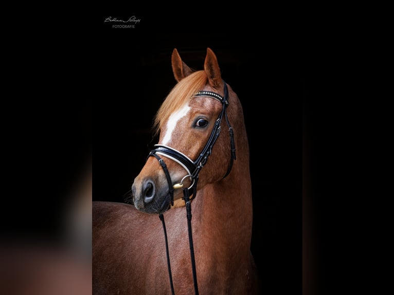 Trakehner Gelding 3 years 16 hh Chestnut-Red in Herbstein