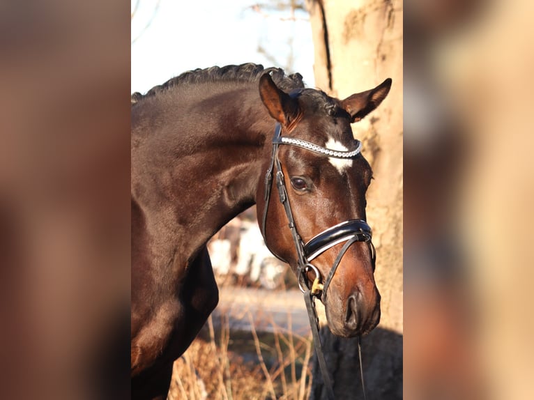 Trakehner Gelding 3 years 16 hh in Selsingen