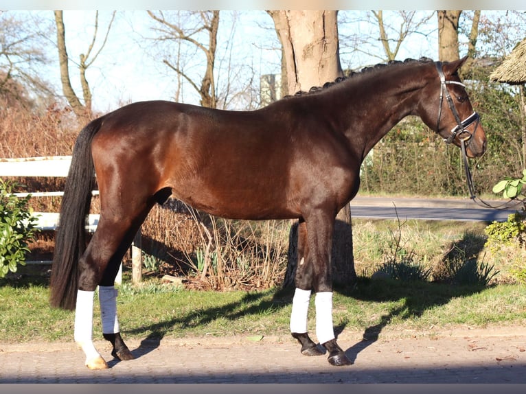 Trakehner Gelding 3 years 16 hh in Selsingen