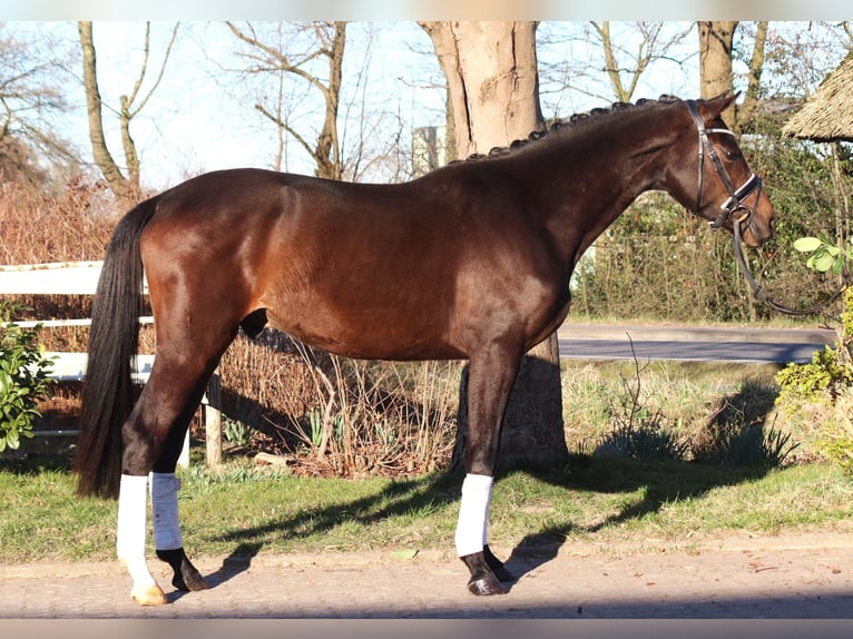 Trakehner Gelding 3 years 16 hh in Selsingen