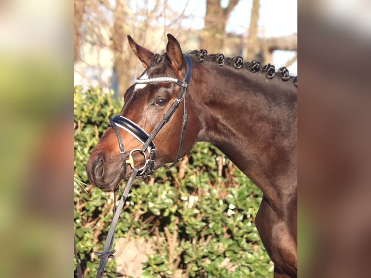 Trakehner Gelding 3 years 16 hh in Selsingen