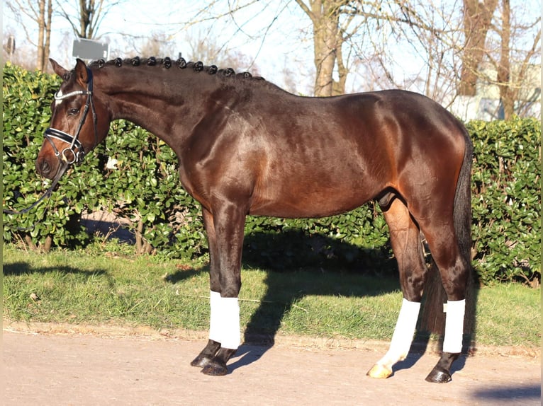 Trakehner Gelding 3 years 16 hh in Selsingen