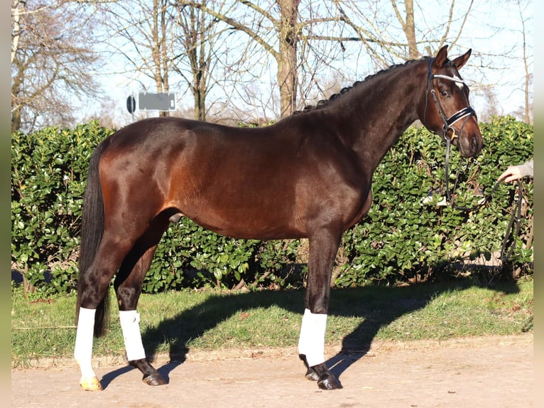Trakehner Gelding 3 years 16 hh in Selsingen