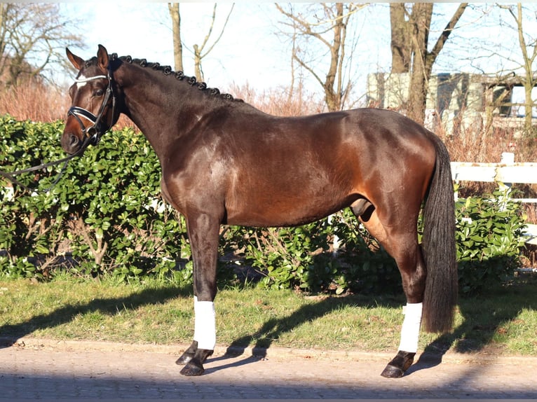 Trakehner Gelding 3 years 16 hh in Selsingen