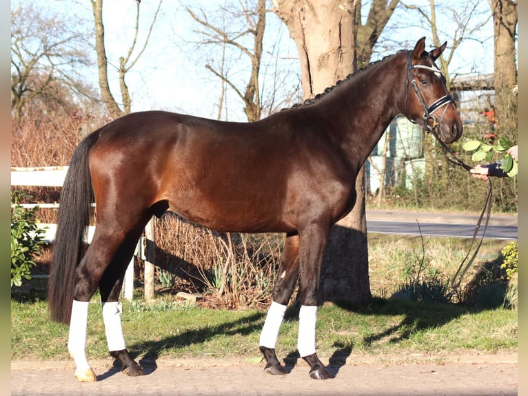 Trakehner Gelding 3 years 16 hh in Selsingen