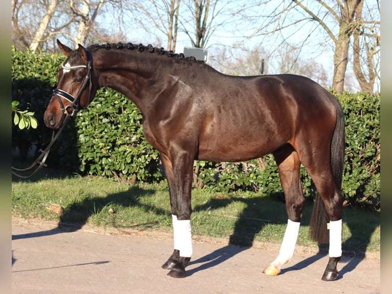 Trakehner Gelding 3 years 16 hh in Selsingen