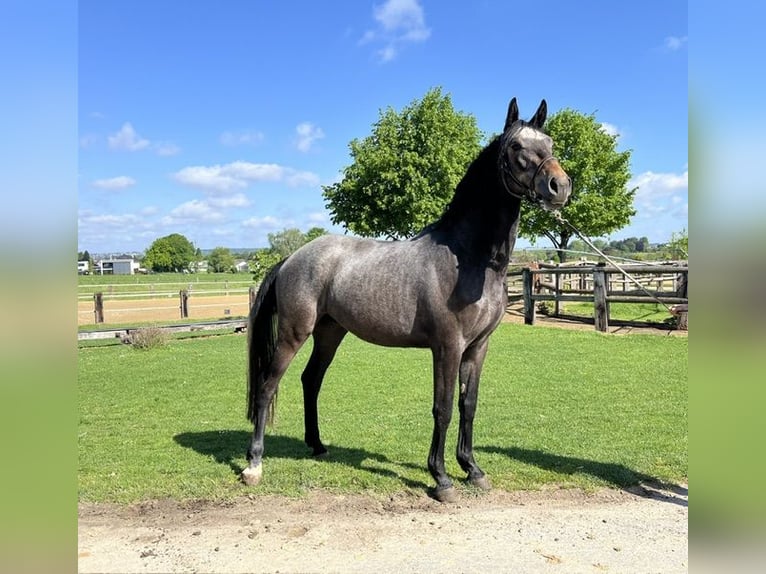 Trakehner Gelding 3 years 16 hh Grey-Dark-Tan in Schwerte