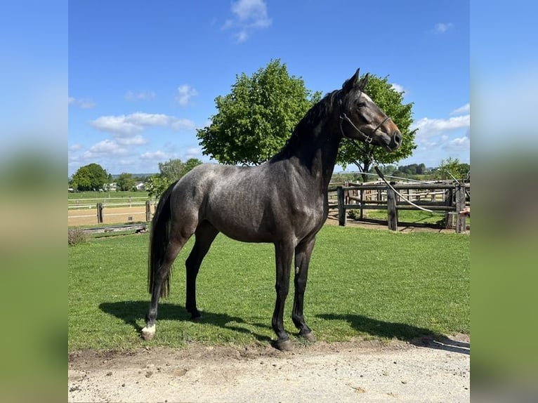 Trakehner Gelding 3 years 16 hh Grey-Dark-Tan in Schwerte