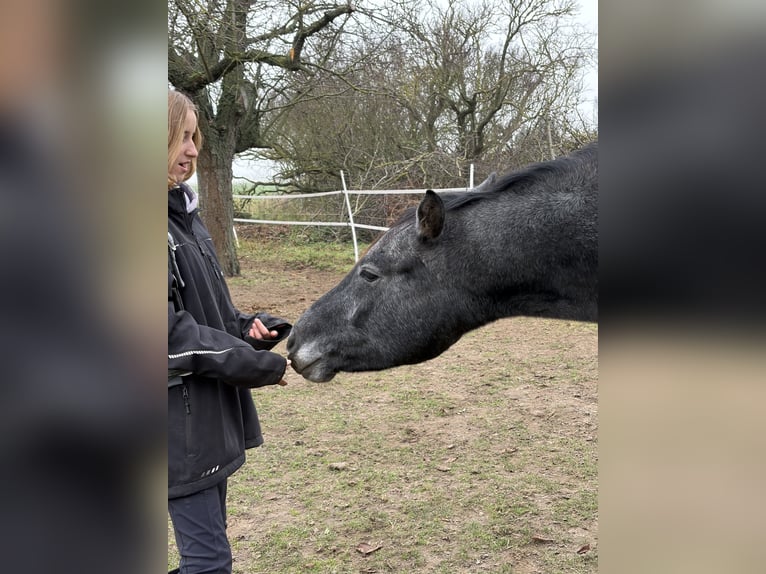 Trakehner Gelding 3 years 16 hh Grey in Raguhn