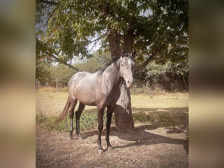 Trakehner Gelding 3 years 16 hh Grey in Raguhn