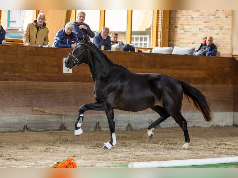 Trakehner Gelding 3 years 16 hh Smoky-Black in Wolfhagen