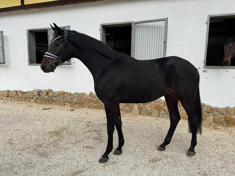 Trakehner Gelding 3 years 16,1 hh Bay-Dark in R&#xF6;ttingen