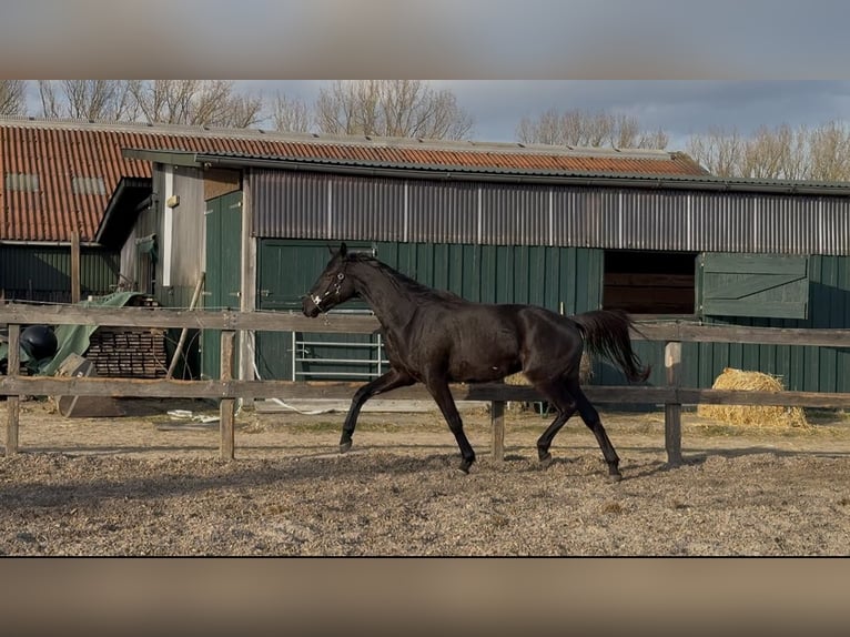 Trakehner Gelding 3 years 16,1 hh Black in Regesbostel
