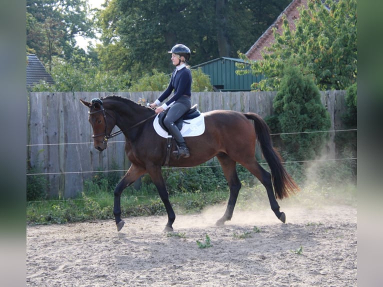 Trakehner Gelding 3 years 16,1 hh Brown in Ludwigslust