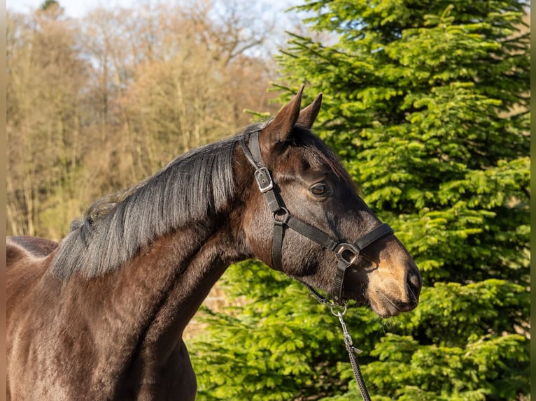 Trakehner Gelding 3 years 16,1 hh Smoky-Black in Nübbel
