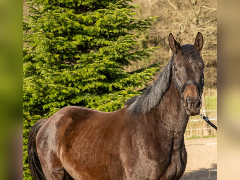 Trakehner Gelding 3 years 16,1 hh Smoky-Black in Nübbel