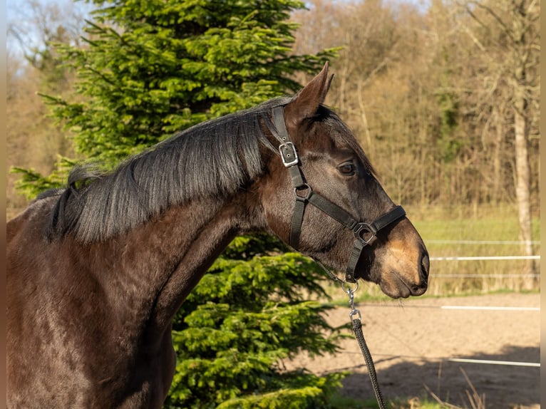 Trakehner Gelding 3 years 16,1 hh Smoky-Black in Nübbel