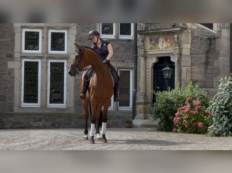 Trakehner Gelding 3 years 16,2 hh Brown in Emmerthal-H&#xE4;melschenburg
