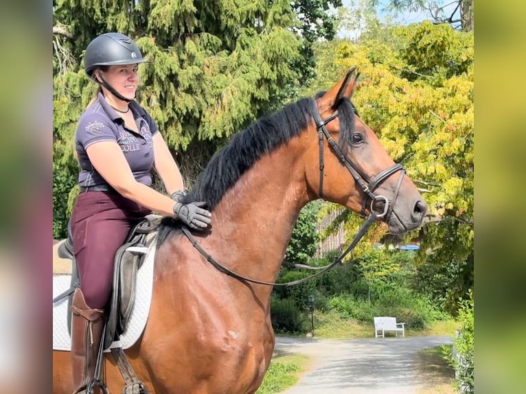 Trakehner Gelding 3 years 16,2 hh Brown in Emmerthal-H&#xE4;melschenburg