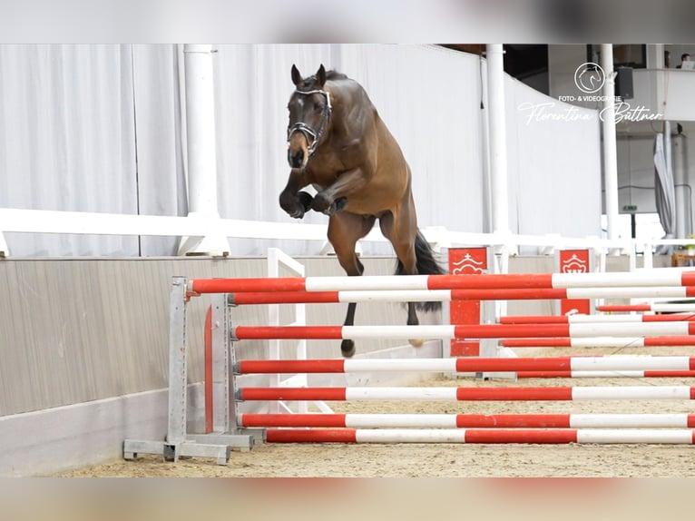 Trakehner Gelding 3 years 16,2 hh Brown in Freren
