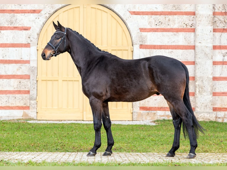 Trakehner Gelding 3 years 16,2 hh Smoky-Black in Gomadingen
