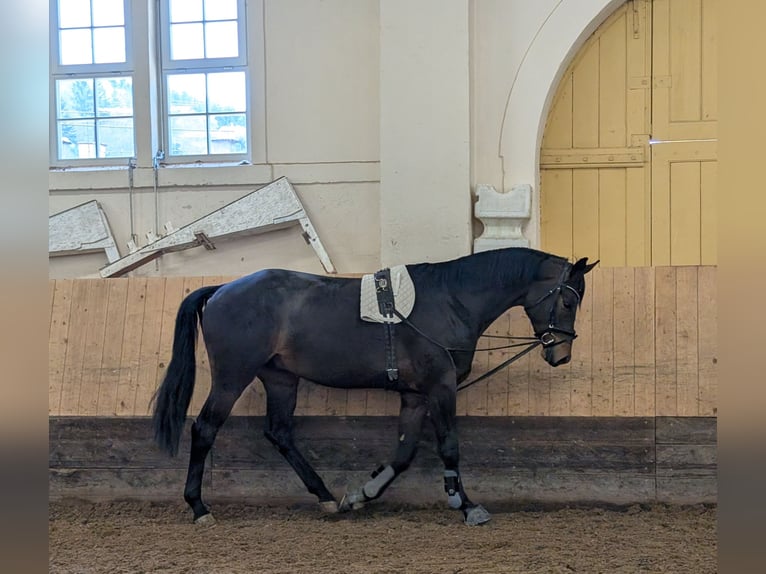Trakehner Gelding 3 years 16,2 hh Smoky-Black in Gomadingen