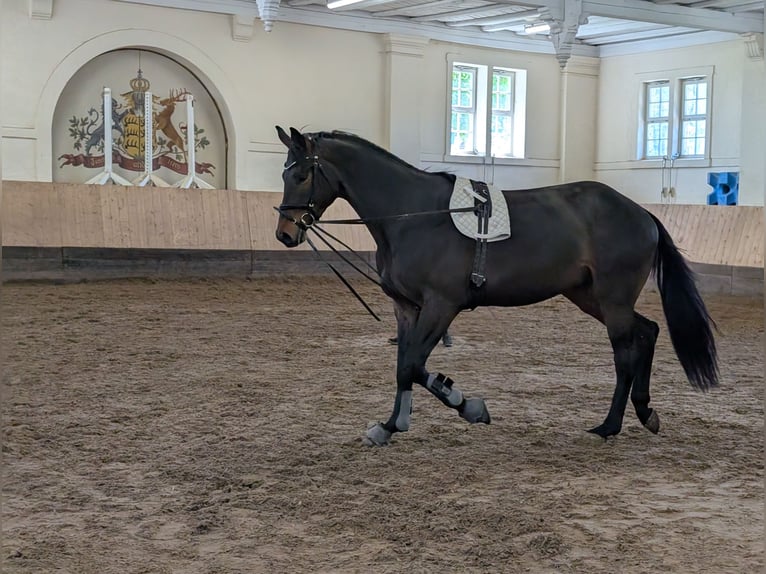 Trakehner Gelding 3 years 16,2 hh Smoky-Black in Gomadingen