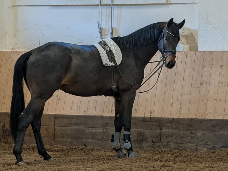 Trakehner Gelding 3 years 16,2 hh Smoky-Black in Gomadingen