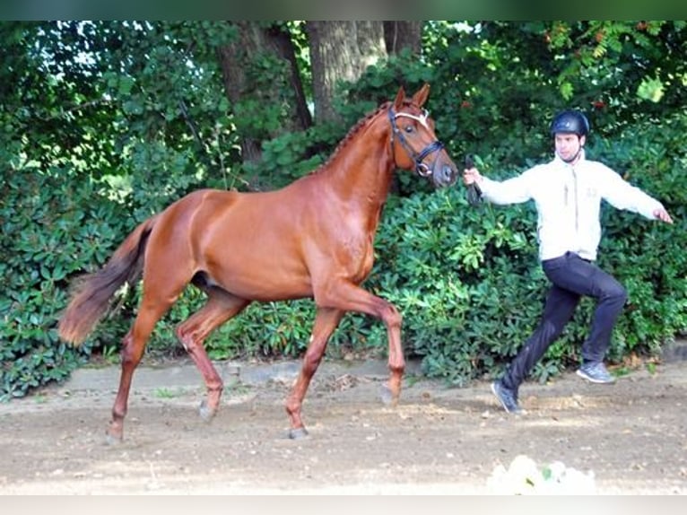 Trakehner Gelding 3 years 16,3 hh Chestnut-Red in Emmerthal-H&#xE4;melschenburg