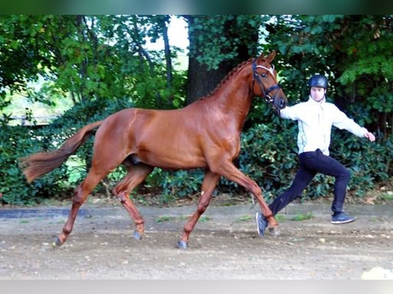Trakehner Gelding 3 years 16,3 hh Chestnut-Red in Emmerthal-H&#xE4;melschenburg