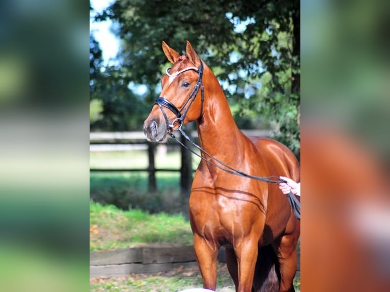Trakehner Gelding 3 years 16,3 hh Chestnut-Red in Emmerthal-H&#xE4;melschenburg