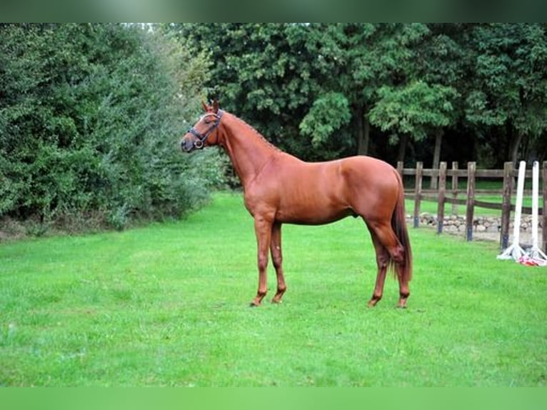 Trakehner Gelding 3 years 16,3 hh Chestnut-Red in Emmerthal-H&#xE4;melschenburg