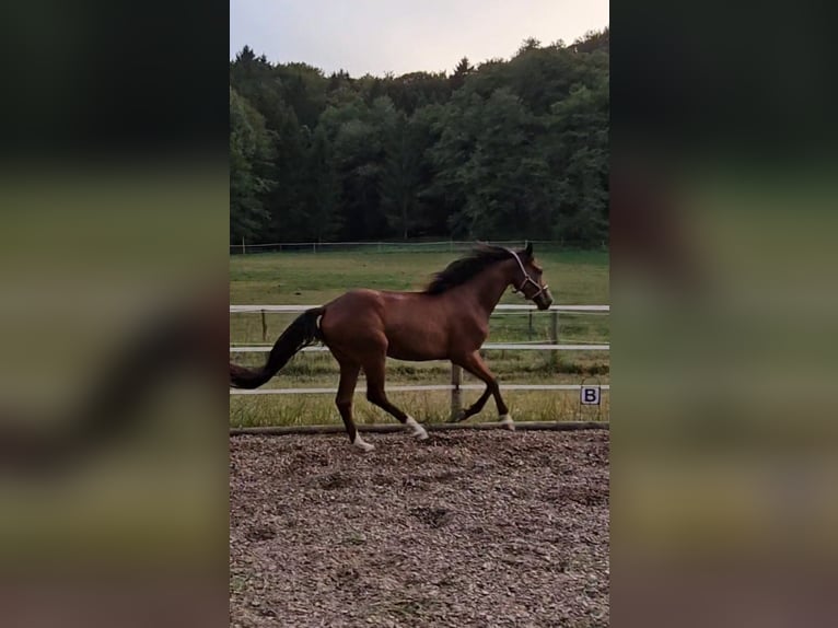 Trakehner Gelding 3 years 17 hh Brown in Minihof-Liebau