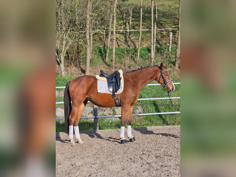 Trakehner Gelding 3 years 17 hh Brown in Minihof-Liebau