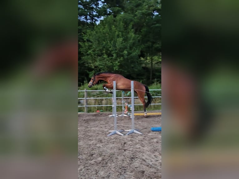 Trakehner Gelding 3 years 17 hh Brown in Minihof-Liebau