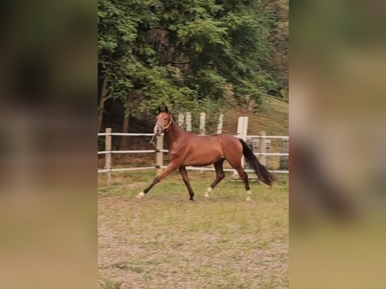 Trakehner Gelding 3 years 17 hh Brown in Minihof-Liebau