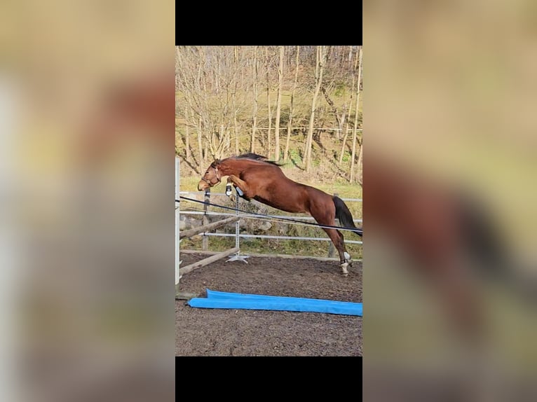 Trakehner Gelding 3 years 17 hh Brown in Minihof-Liebau