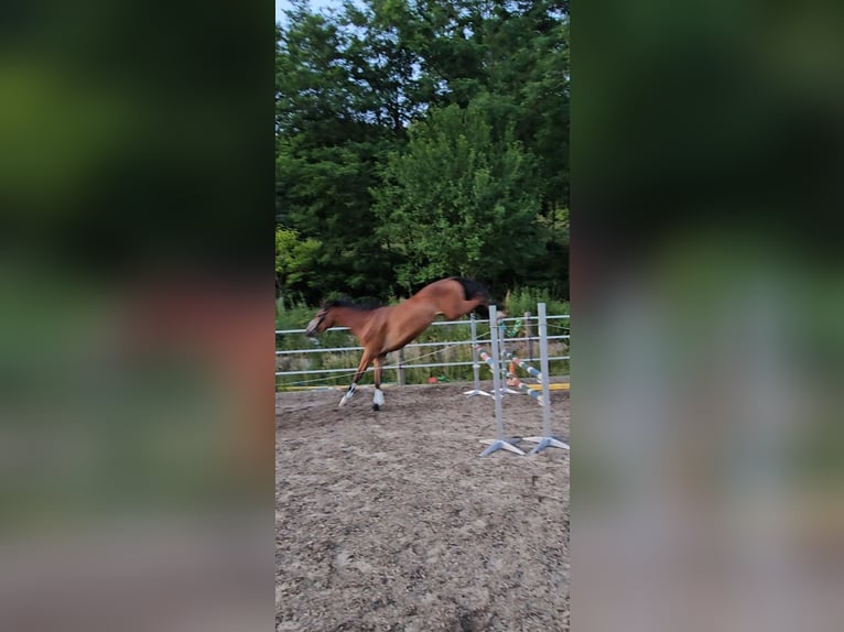 Trakehner Gelding 3 years 17 hh Brown in Minihof-Liebau