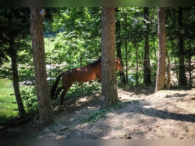 Trakehner Gelding 3 years 17 hh Brown in Minihof-Liebau