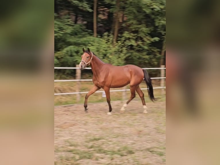 Trakehner Gelding 3 years 17 hh Brown in Minihof-Liebau