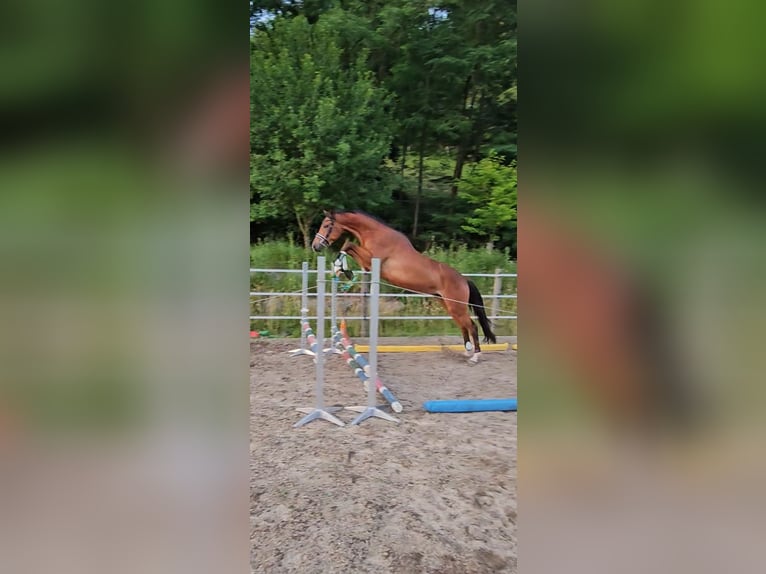 Trakehner Gelding 3 years 17 hh Brown in Minihof-Liebau