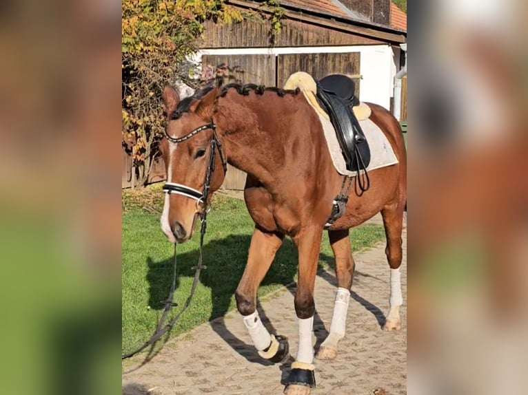 Trakehner Gelding 3 years 17 hh Brown in Minihof-Liebau