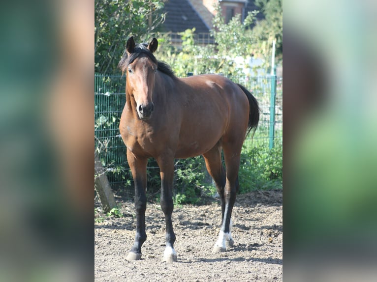 Trakehner Gelding 3 years Bay-Dark in Crivitz