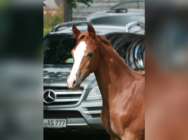 Trakehner Gelding 3 years Chestnut-Red in Crivitz