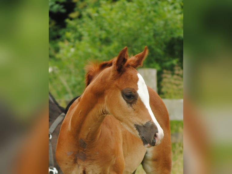 Trakehner Gelding 3 years Chestnut-Red in Crivitz