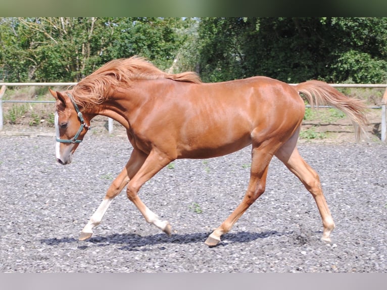 Trakehner Gelding 3 years Chestnut-Red in Crivitz