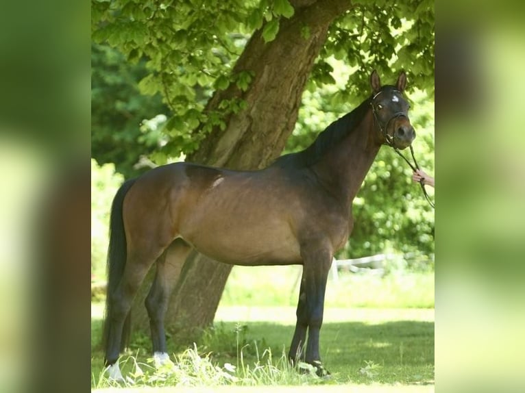 Trakehner Gelding 4 years 15.3 hh Bay-Dark in Wehretal