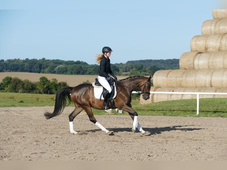 Trakehner Gelding 4 years 15,2 hh Brown in Ganschow