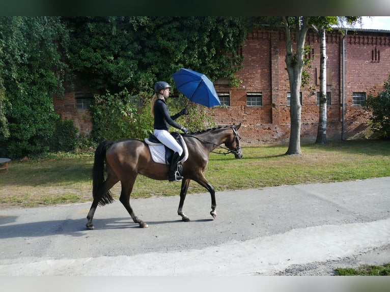 Trakehner Gelding 4 years 15,2 hh Brown in Ganschow